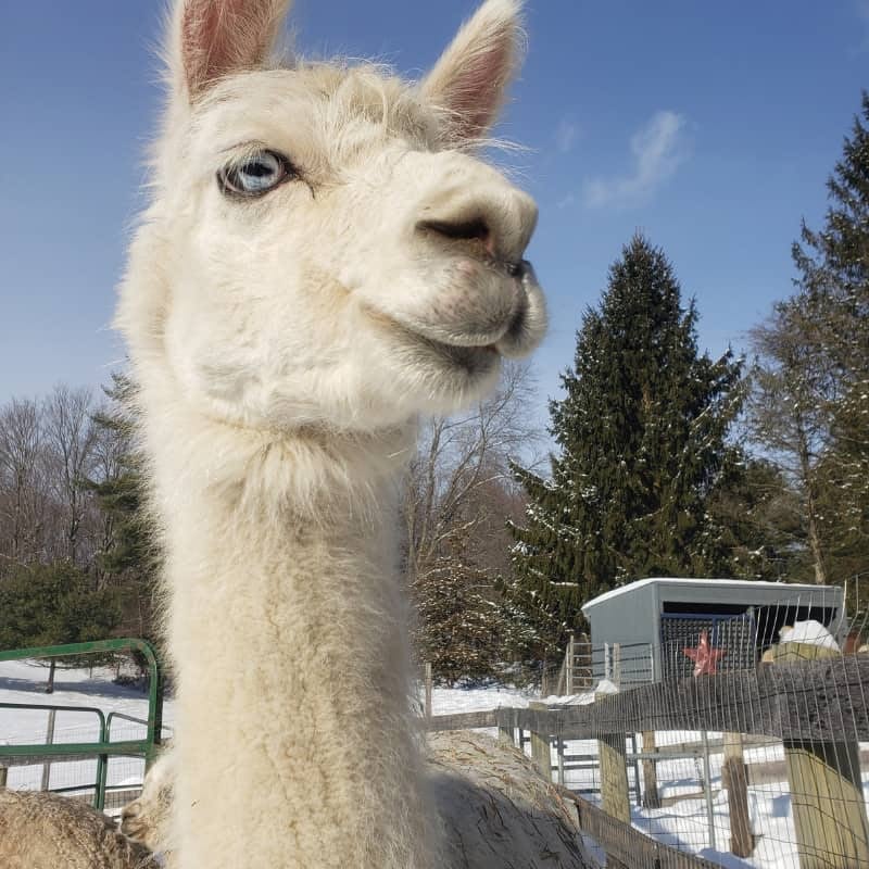 Frankie the Huaizo (llama-alpaca mix)