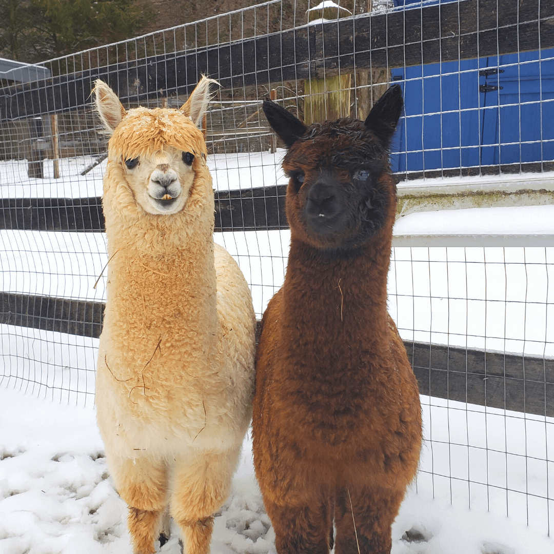 2 alpaca cria in the snow