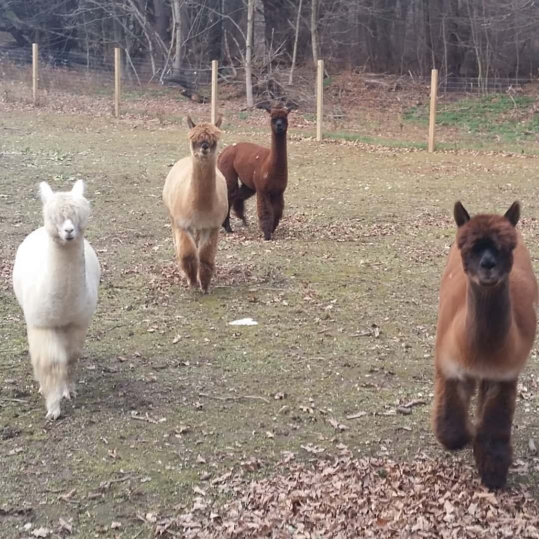 adorable alpacas that started Lilymoore Farm